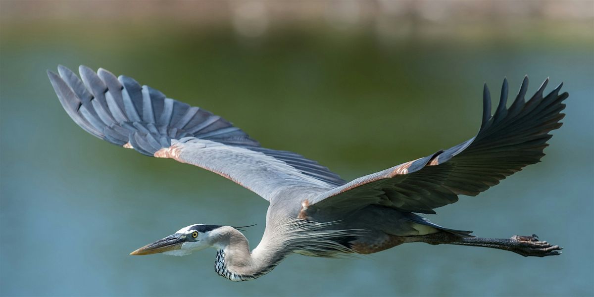 Birding at Wilson Tuscarora State Park, 21 June | Event in Wilson | AllEvents