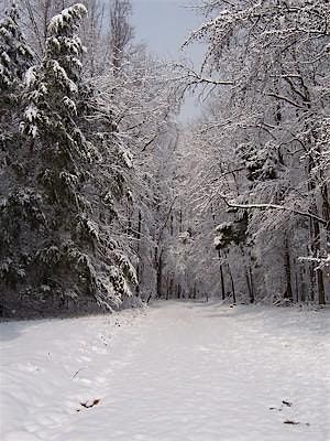 A Winter Tree-mendous Hike, 6 December | Event in Delaplane | AllEvents