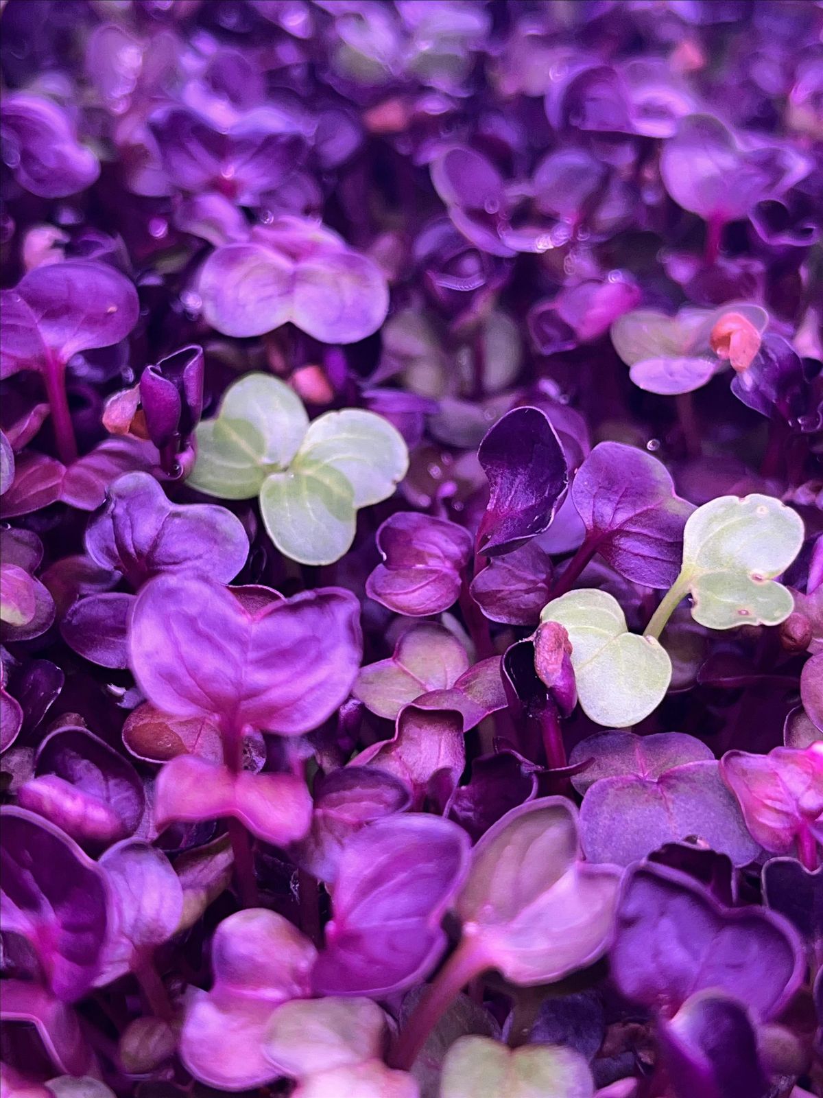 Microgreens 101: Sipping + Sowing, 12 August | Event in Westerly | AllEvents