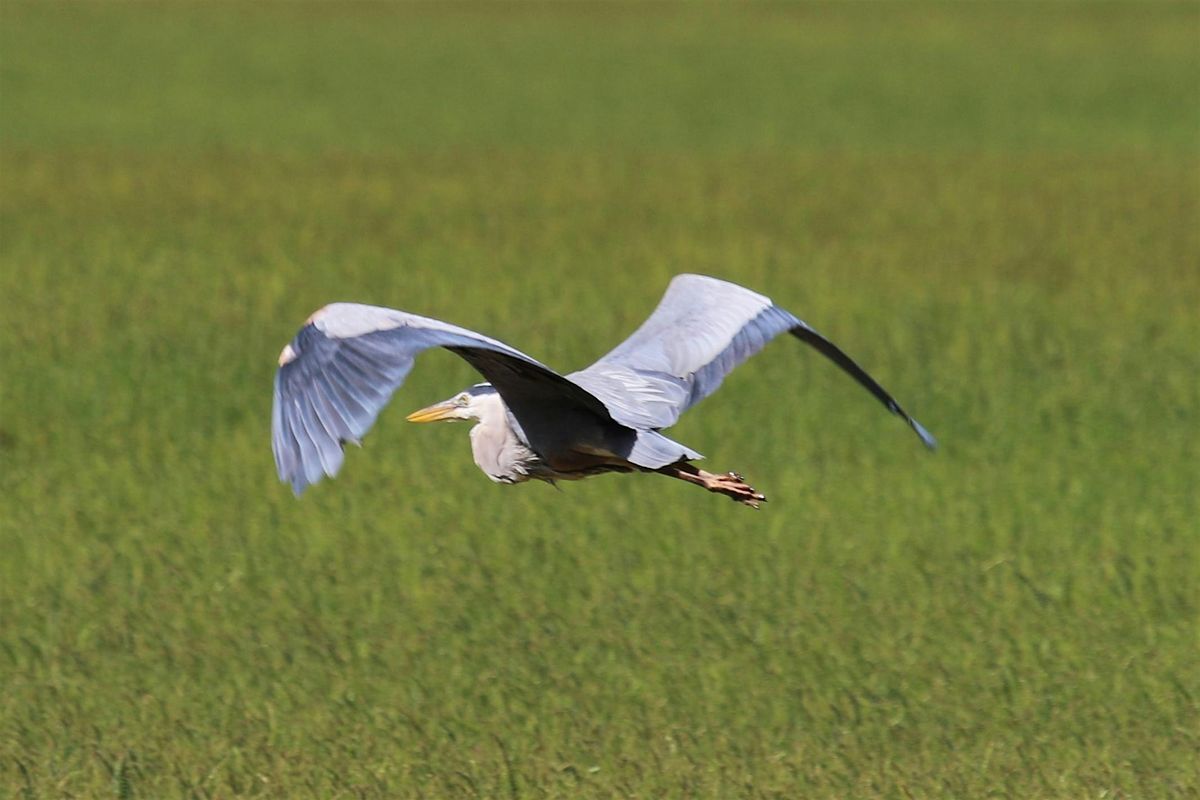Fall Migration Bird Walk, 11 October | Event in Calgary | AllEvents