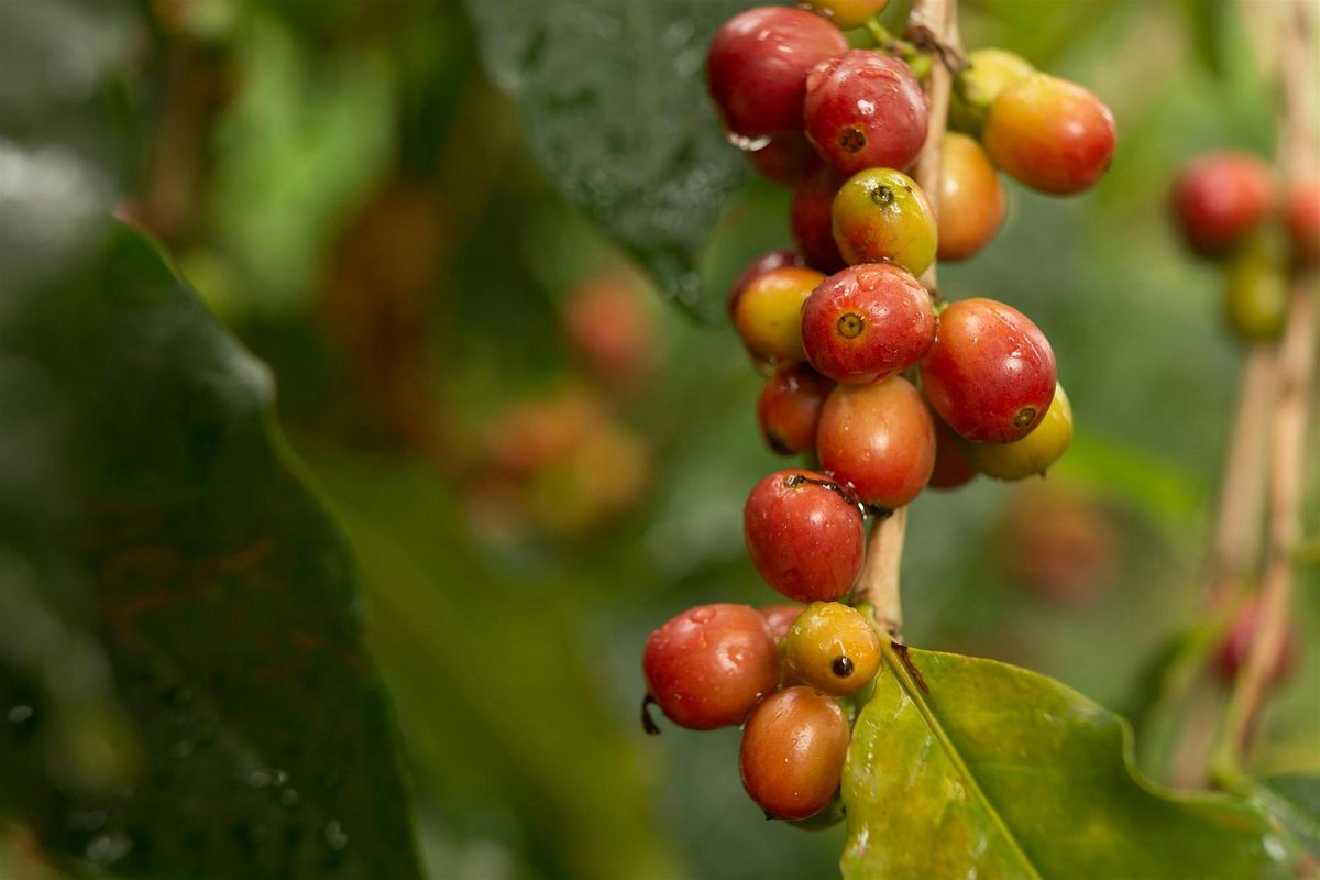 Mountain Harvest Award Winning Cupping Event, 20 June | Event in Amsterdam | AllEvents