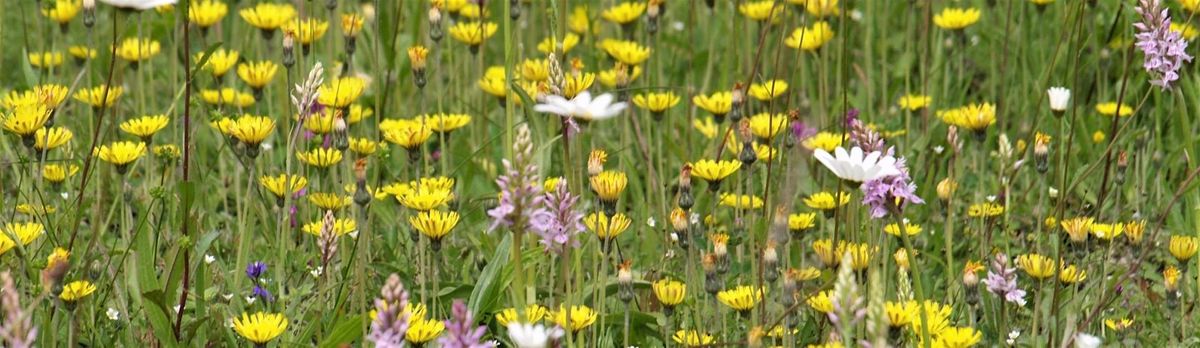 Introduction to Wildflowers, 20 June | Event in Maidstone | AllEvents