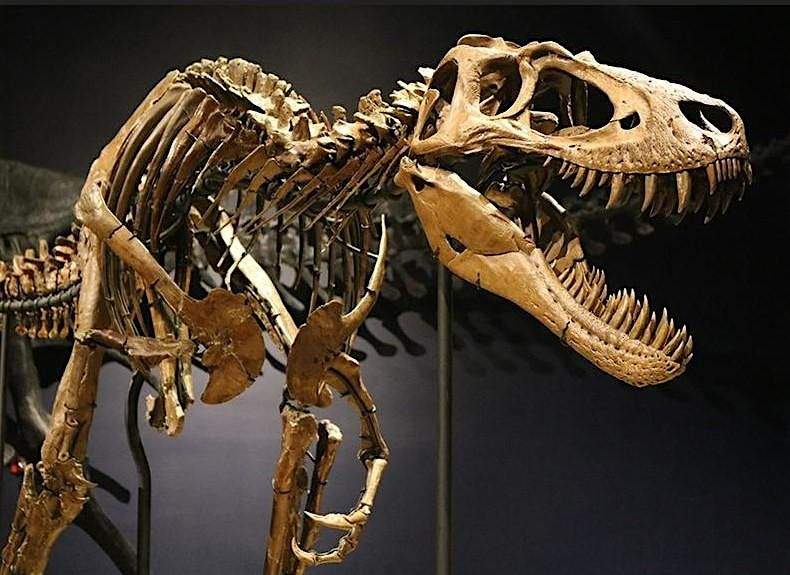 Burpee Museum - Fossil Day Celebration all week, October 13 -19, 2025  1019, 13 October | Event in Rockford
