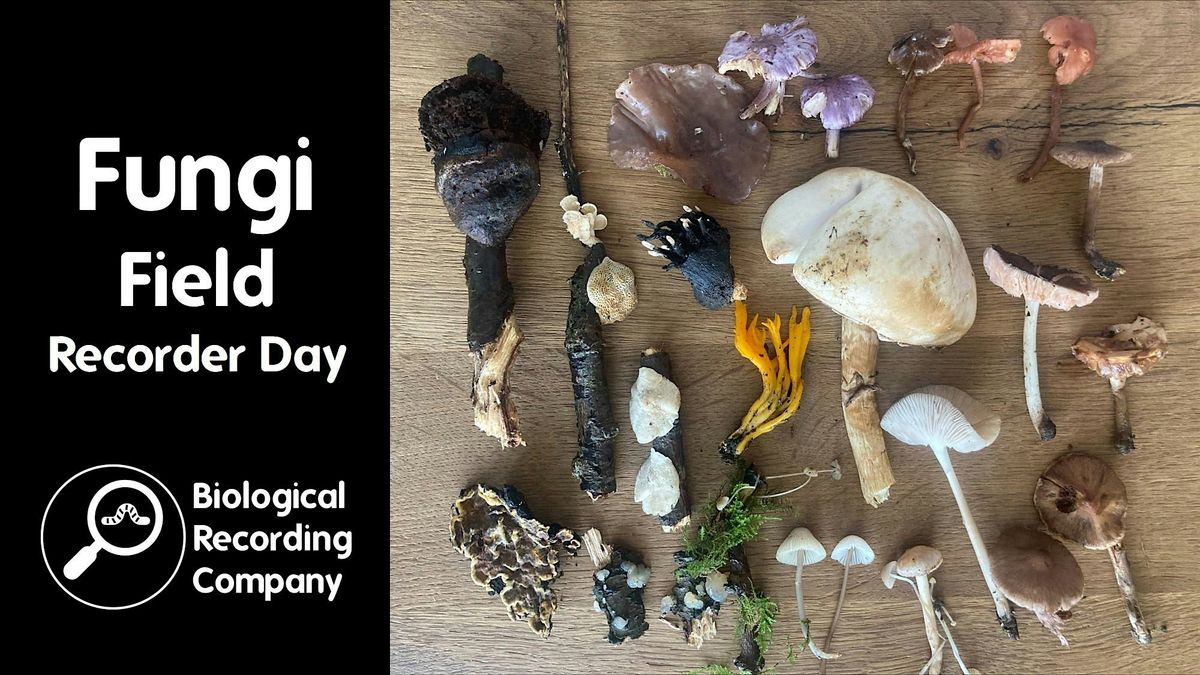 Fungi Field Recorder Day, 15 October | Event in Chessington | AllEvents