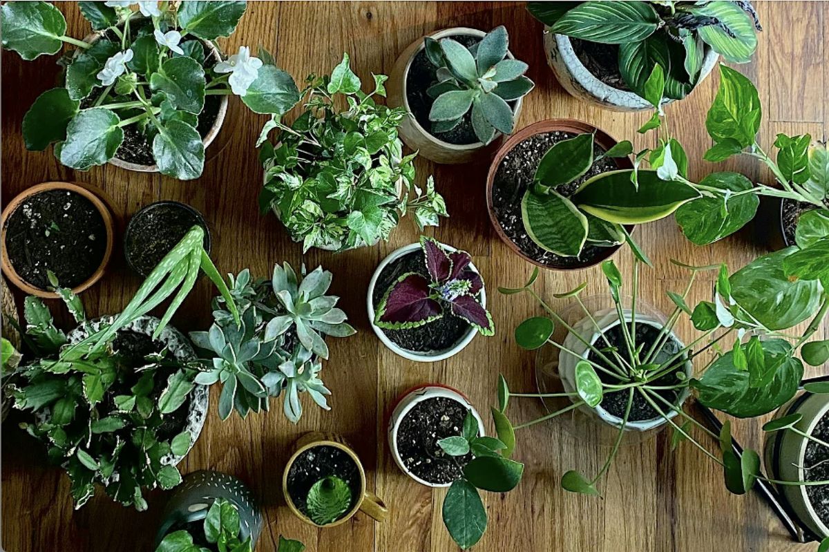 Houseplant Propagation 101, 9 August | Event in Lithonia | AllEvents