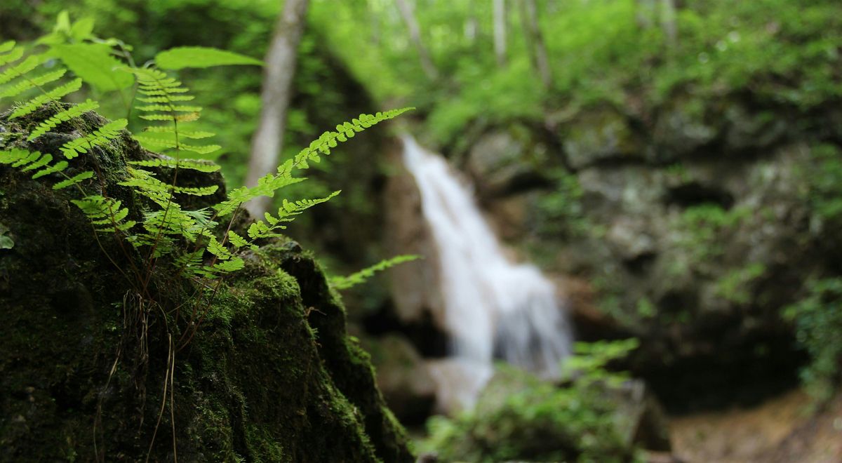 Guided Walk at Falls Ridge Nature Preserve, 28 September | Event in Elliston | AllEvents