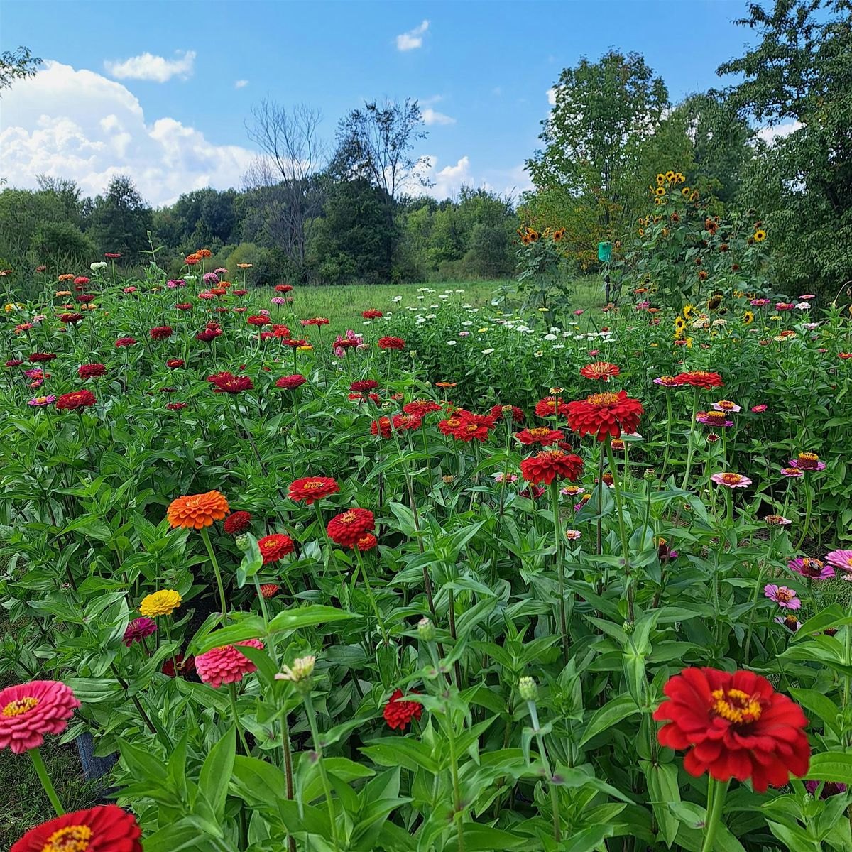 Flowers & Flow, 24 August | Event in Newton Falls | AllEvents