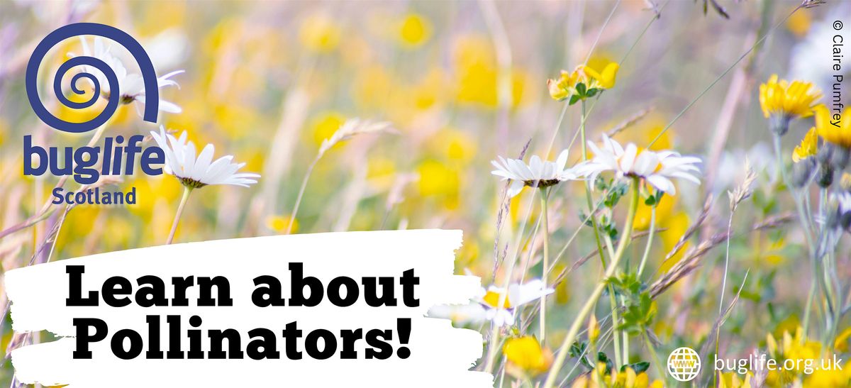 Buglife: Pollinators at Rosemount Park, 2 August | Event in Linlithgow | AllEvents