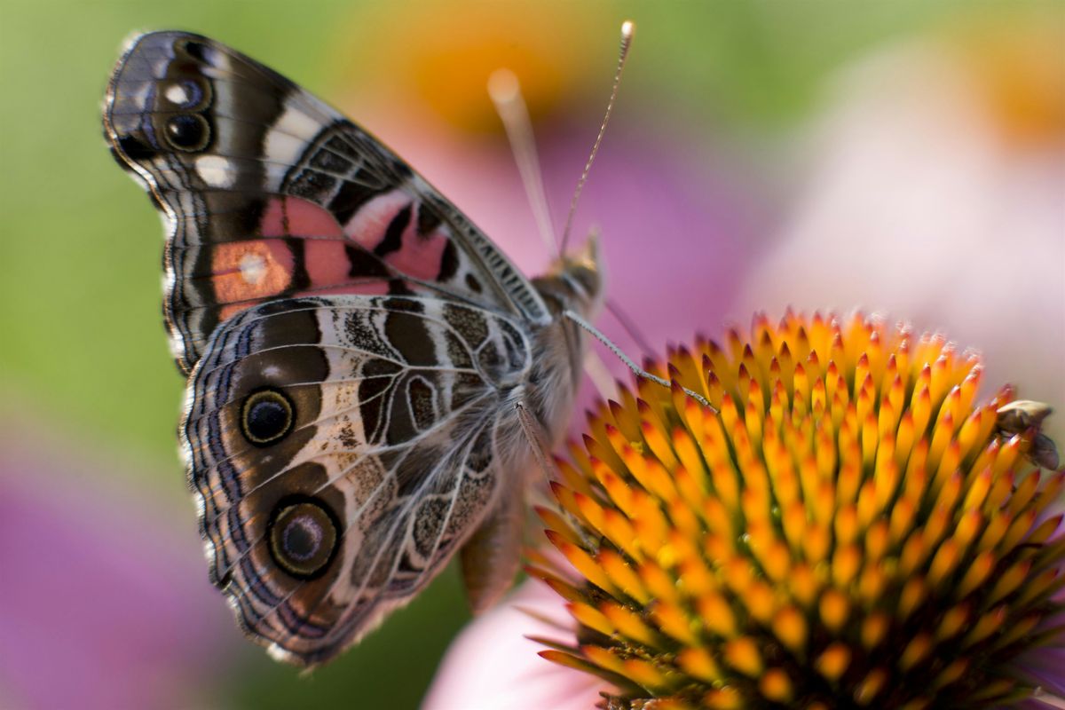 Right Plant in Every Place @ Lakes Reg. Library, 21 February | Event in Fort Myers | AllEvents