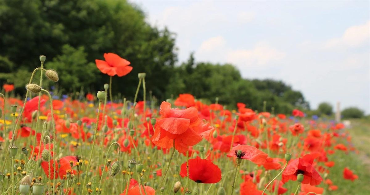 Festival of Remembrance, 25 October | Event in Woburn | AllEvents