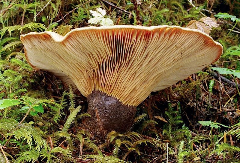 Wild Mushroom Show!, 19 October | Event in Everett | AllEvents