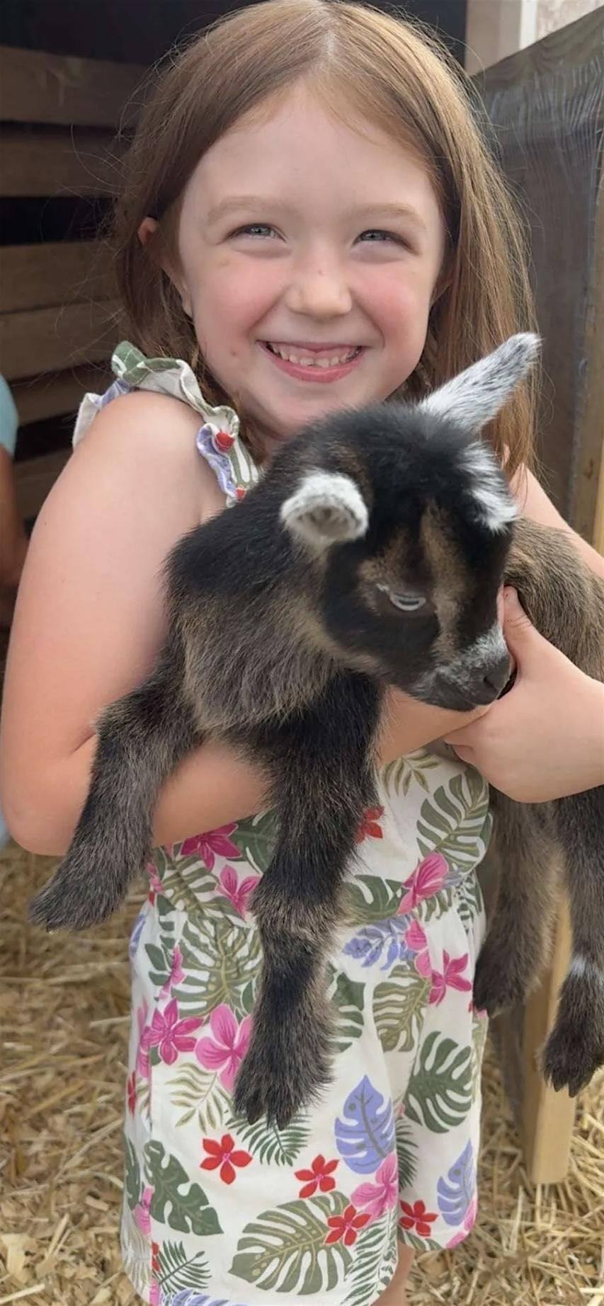 Goat Snuggles & Cider at Paradise Groves Farm, 24 October | Event in Grafton | AllEvents