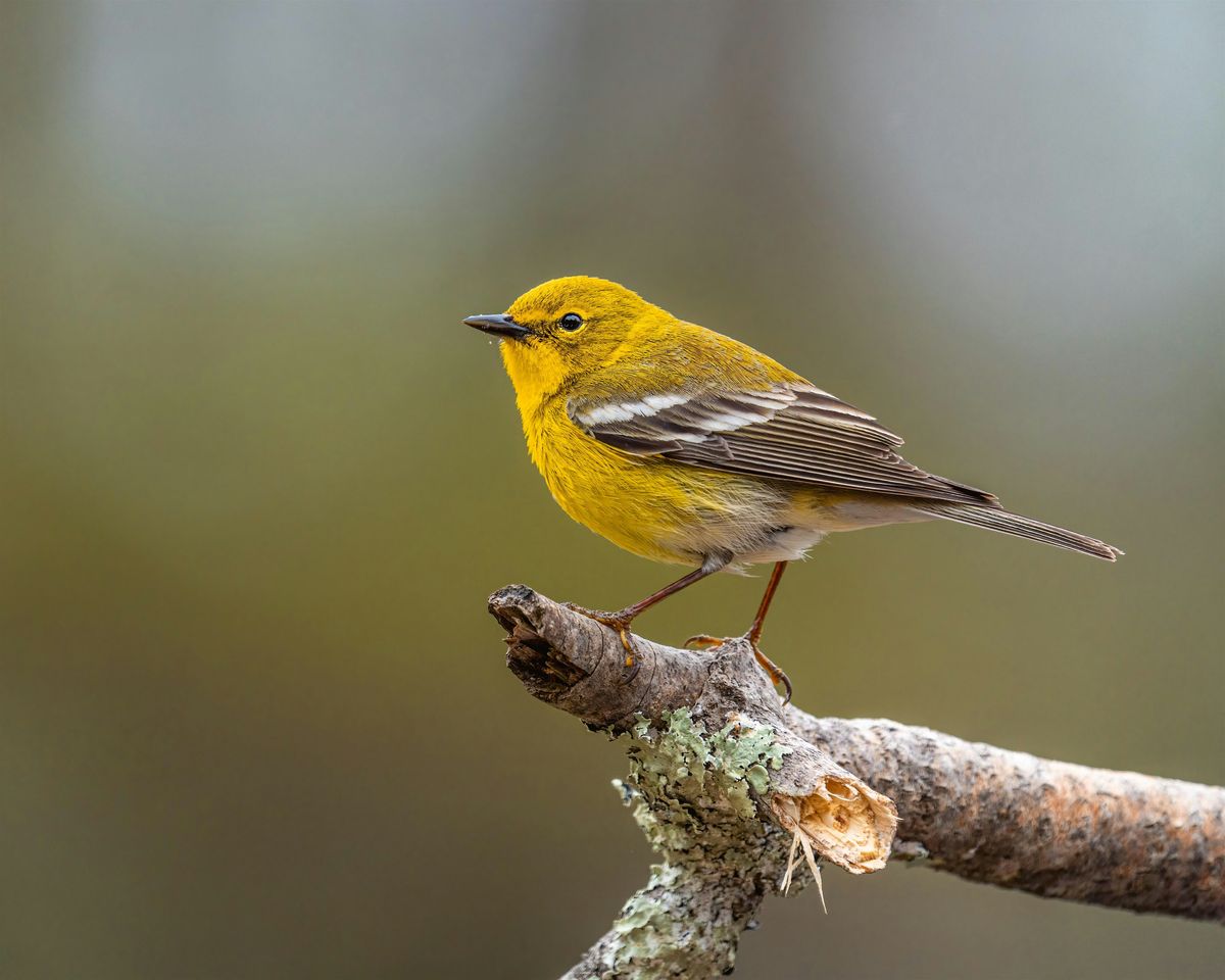 Birding at Burden June 2025, 28 June | Event in Baton Rouge | AllEvents