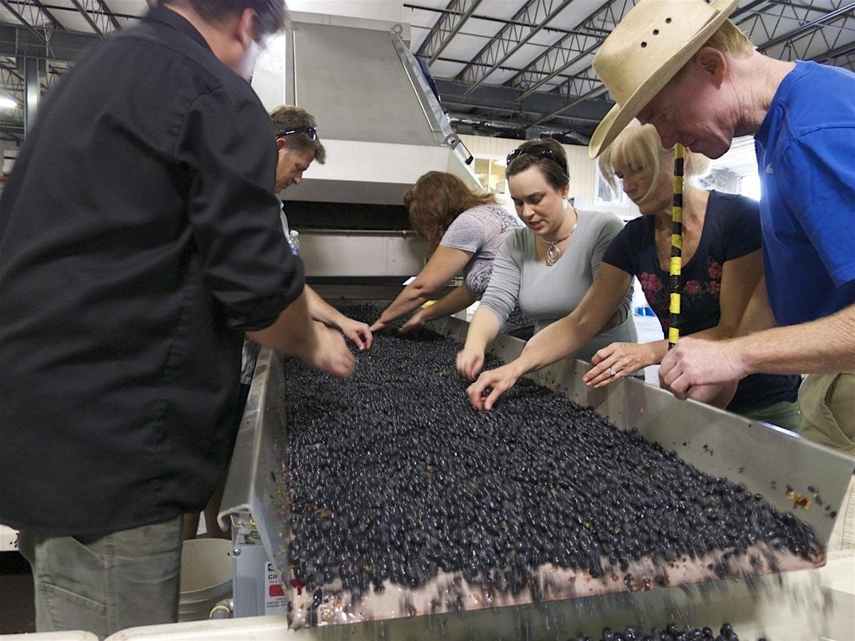 Winemaking Crushcamp: Friday, October 3, 2025, 3 October | Event in Napa | AllEvents