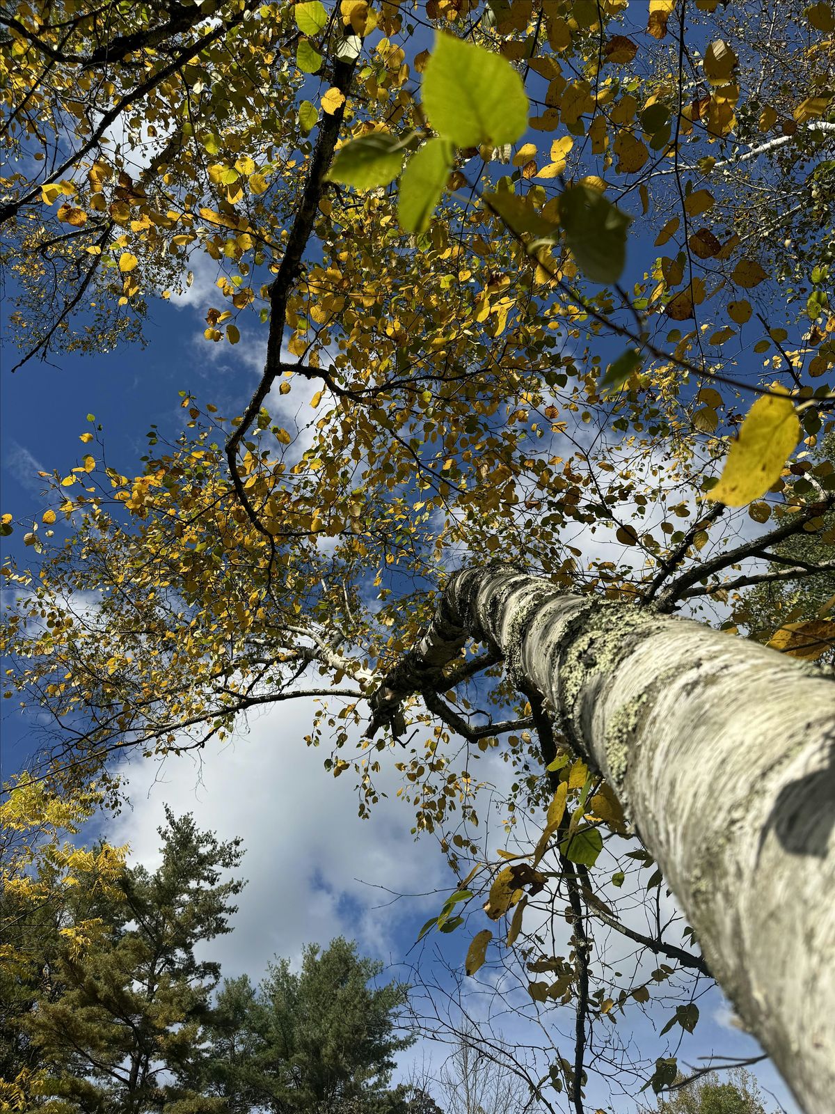 Remember Your Magic: Let Nature Guide You Home, 12 August | Event in Kingston | AllEvents