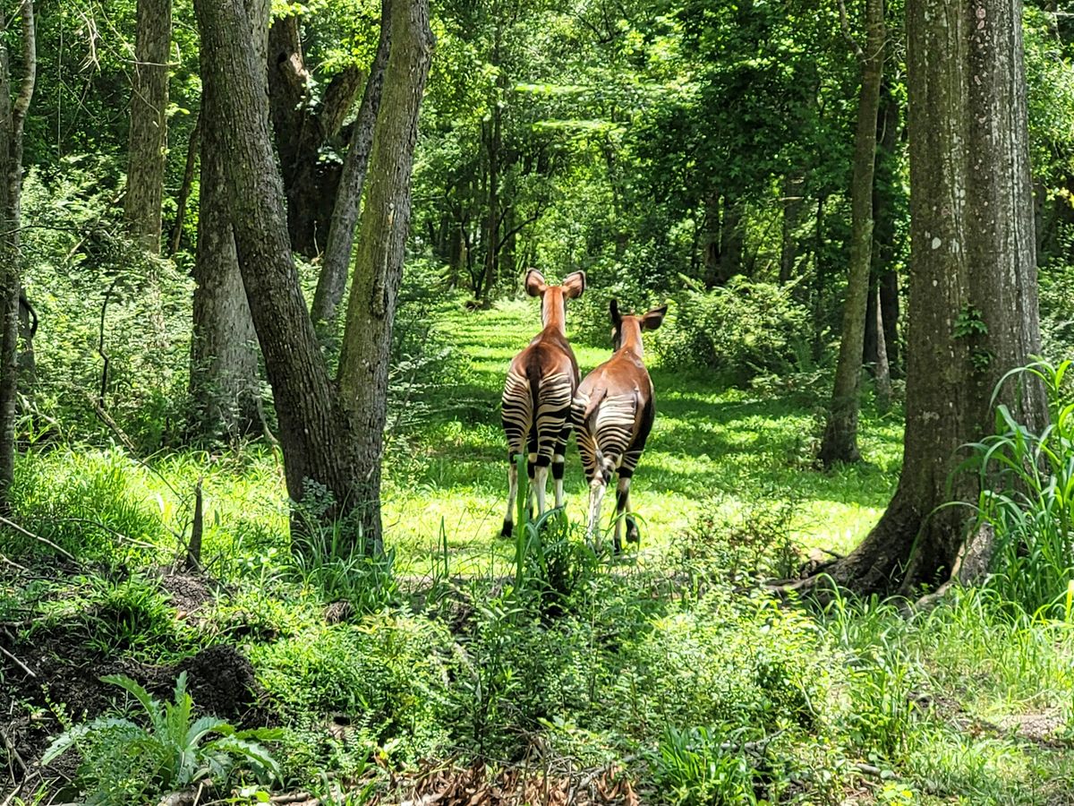International Okapi Meeting, 20 October | Event in New Orleans | AllEvents
