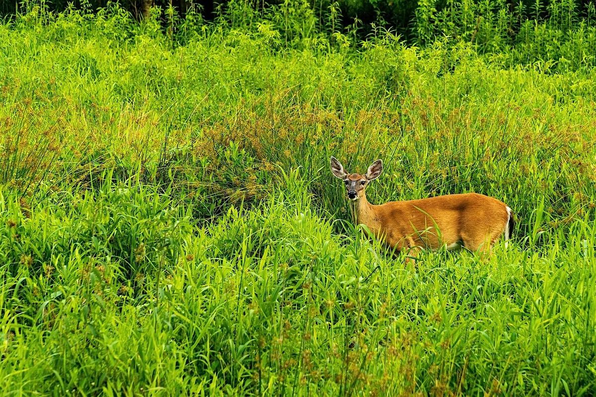 Preserve the Harvest: Wildlife Conservation & Preservation, 4 October | Event in Reidsville | AllEvents