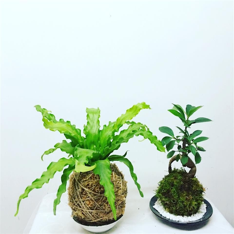 Kokedama workshop, 3 January | Event in West End | AllEvents