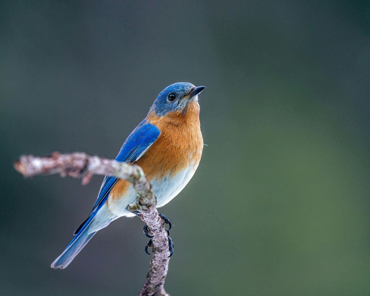 Birding at Burden September 2025, 20 September | Event in Baton Rouge | AllEvents
