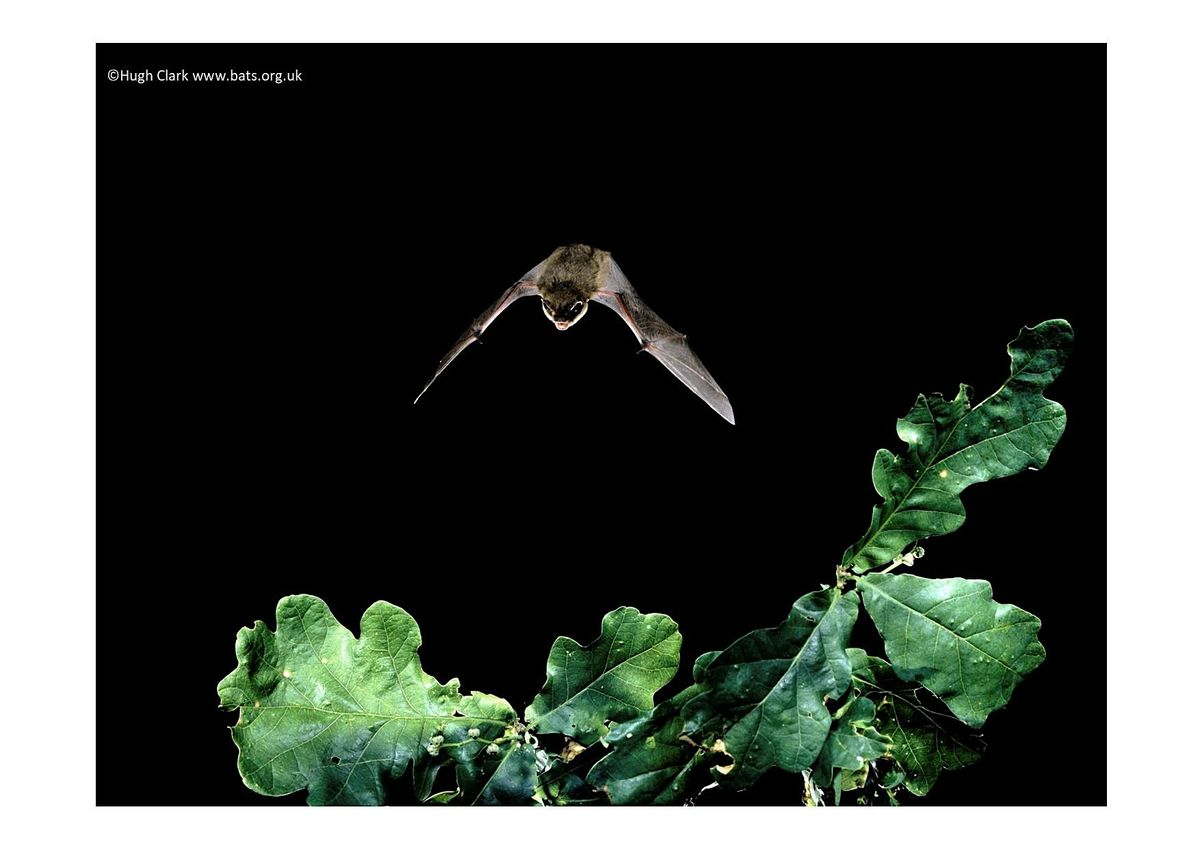 Bat Walk - Cwmdonkin Park, 3 September | Event in Swansea | AllEvents