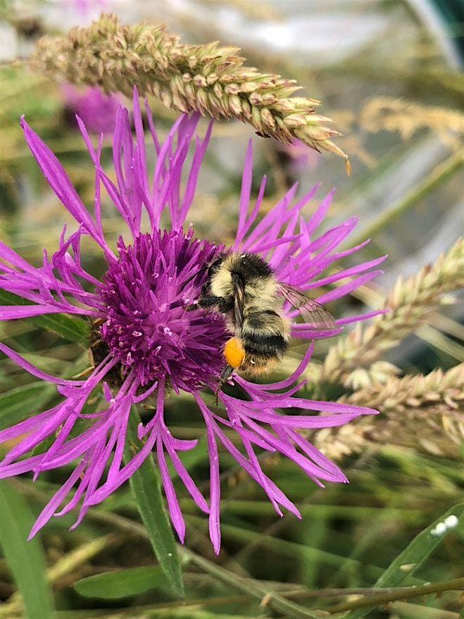 Bumblebee Identification & Beewalk Field Day at Stackpole Estate, 21 May | Event in Stackpole | AllEvents