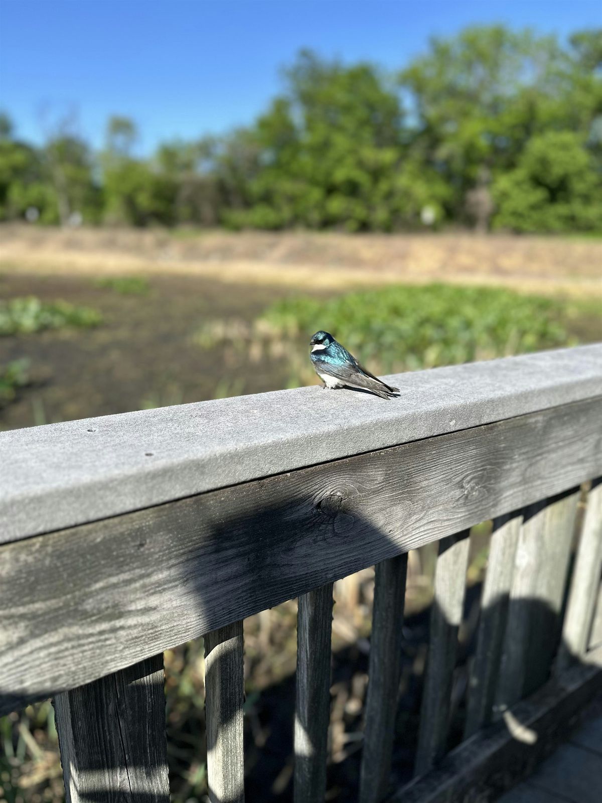 Philly Queer Birders at John Heinz NWR!, 21 May | Event in Philadelphia | AllEvents