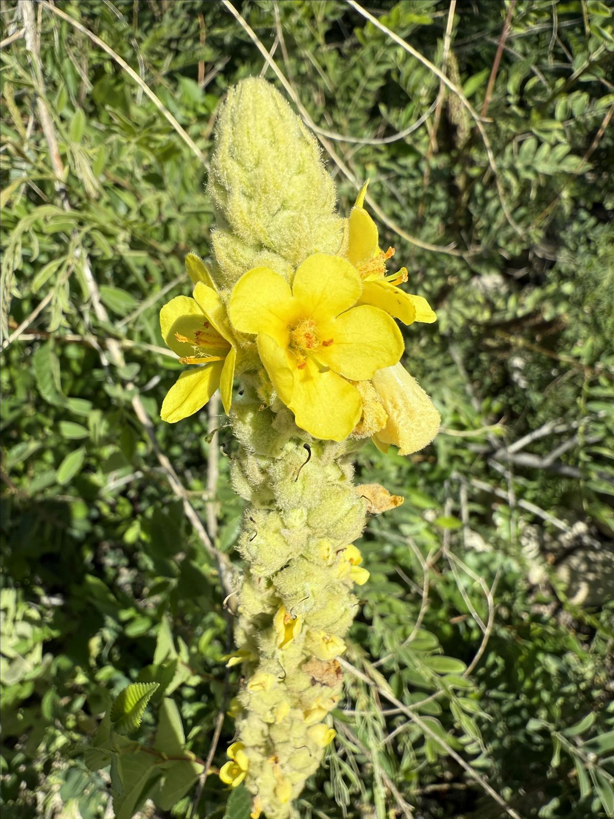September foraging/plant ID class, 17 September | Event in Boise | AllEvents