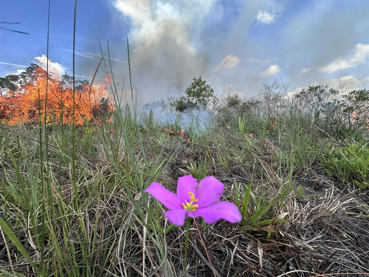 Native Plant Fire Adaptations Talk ’n Walk, 30 August | Event in Melbourne Beach | AllEvents