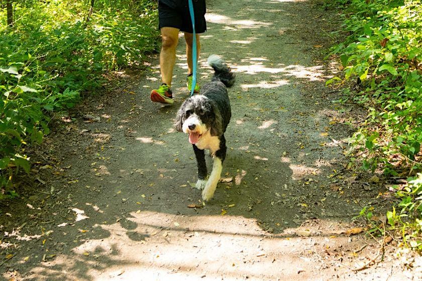 Canine Court Volunteer Clean Up, 19 August | Event in The Bronx | AllEvents