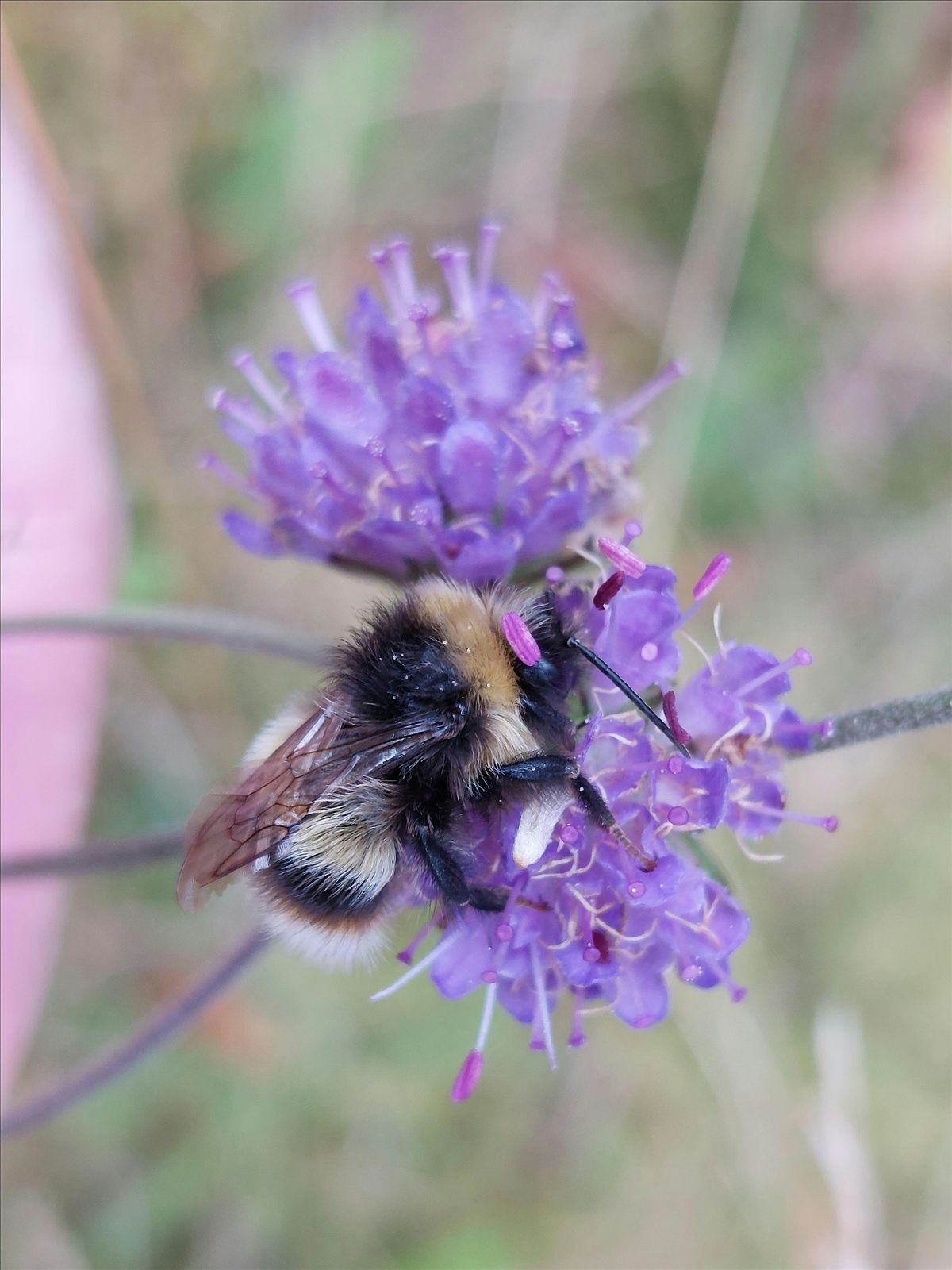 Rare bumblebee surveying at Glenlivet, 18 August | Event in Tomintoul | AllEvents