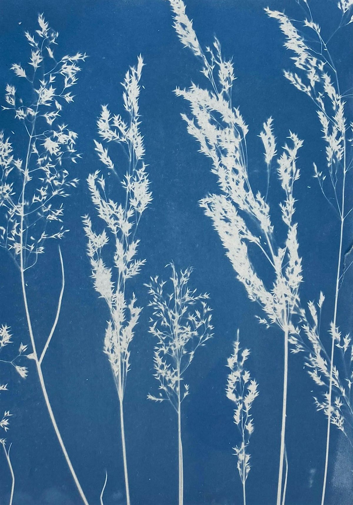 Botanical Cyanotype Workshop, 27 September | Event in Aberystwyth | AllEvents