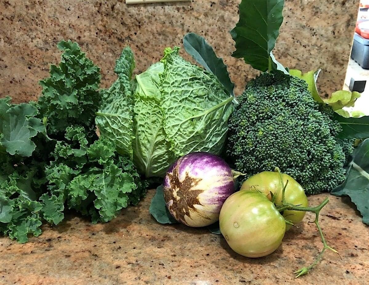 Sustainable Urban Food Gardens: From Seeds to Harvest, 28 June | Event in Vero Beach | AllEvents