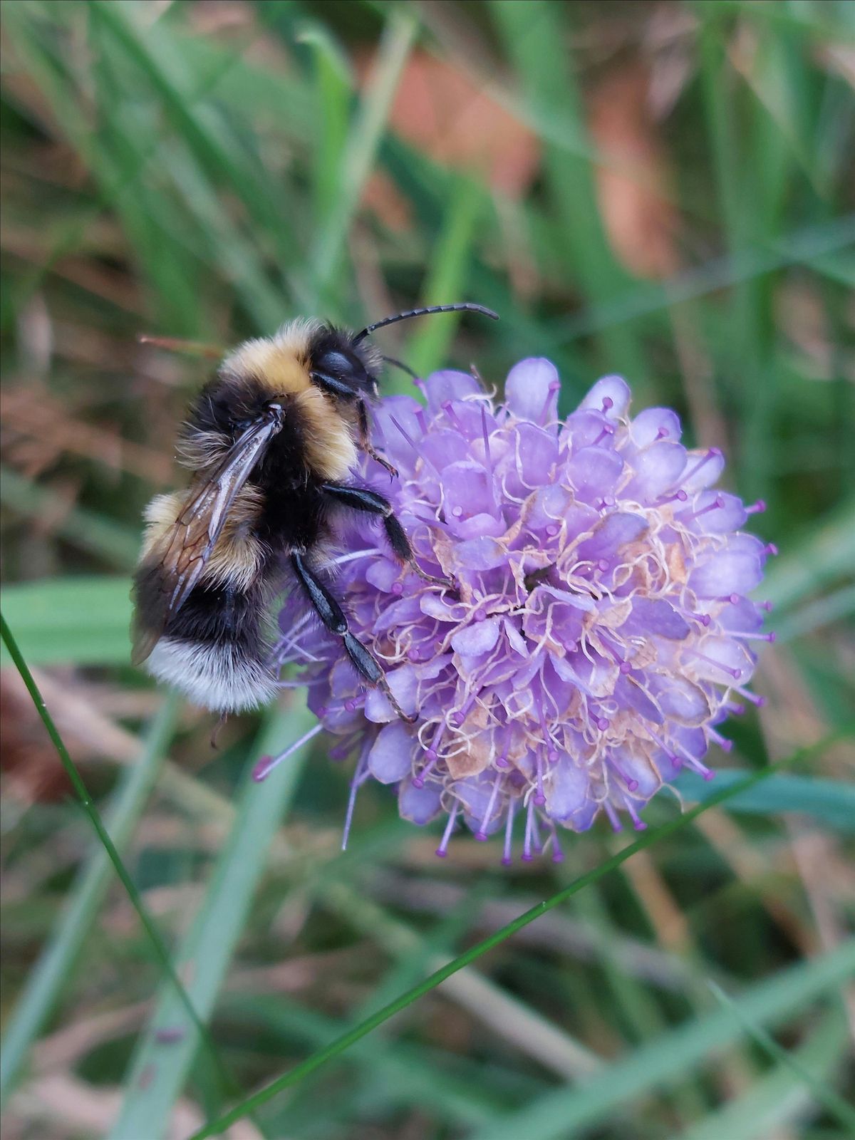 Bumblebee Identification & Surveying at Insh Marshes, 15 August | Event in Kingussie | AllEvents