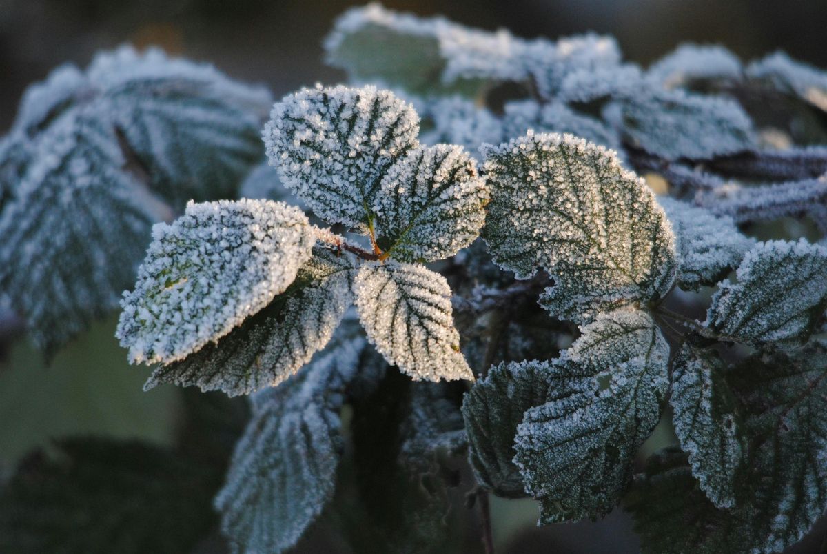 NWT Sweet Briar Marshes: Frosty photos, 31 January | Event in Norwich | AllEvents