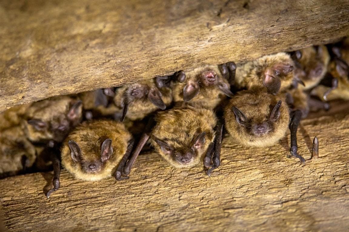 Bats in the Weaselhead, 28 August | Event in Calgary | AllEvents