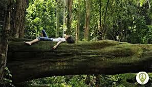 Forest Bathing, 6 September | Event in Murfreesboro | AllEvents