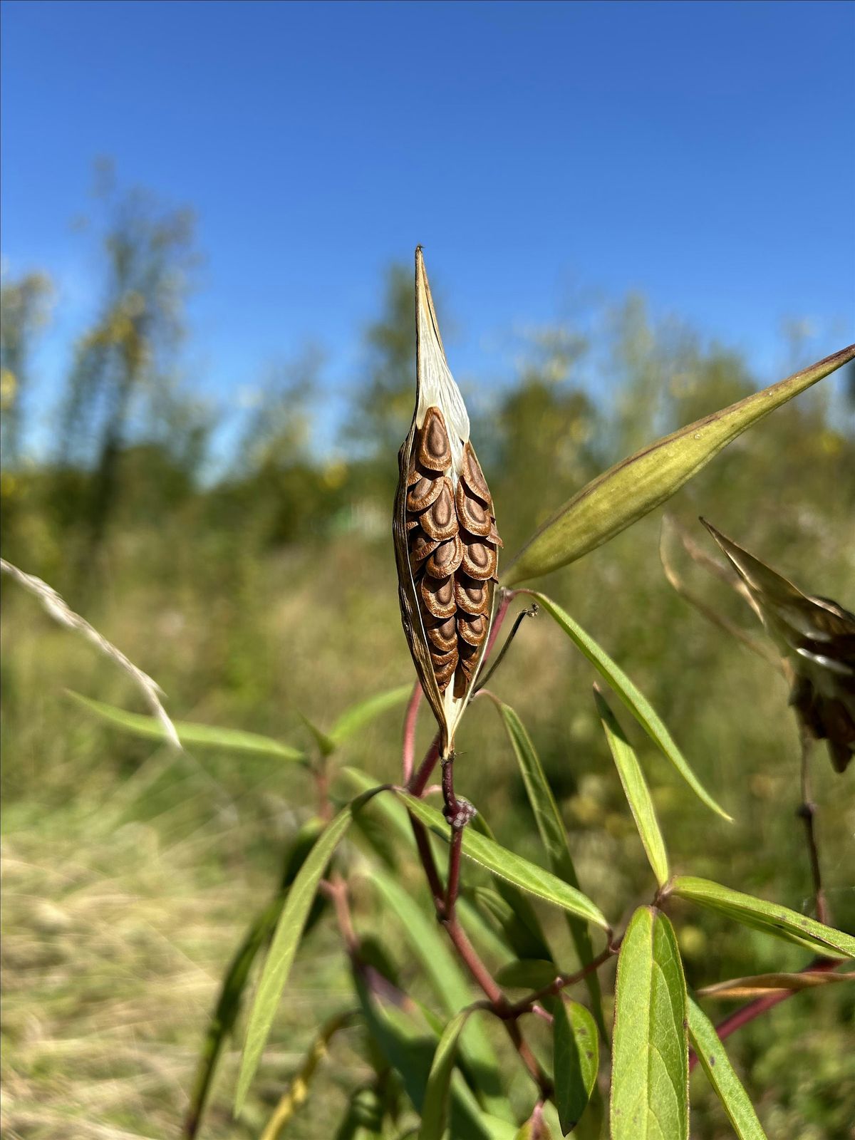 Native Plant Seed Saving Workshop, 16 October | Event in Brampton | AllEvents