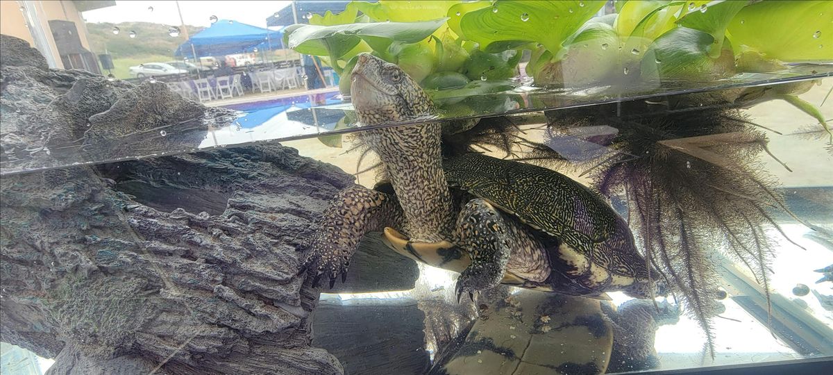 Creekside Critters with the San Diego Turtle and Tortoise Society | Event in Del Mar | AllEvents