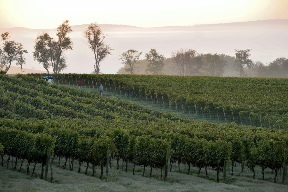 History of Wine Making in America, 18 September | Event in Baltimore | AllEvents