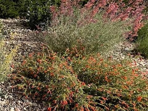 Fall Pollinator Garden Class at the Lima Plaza Pollinator Garden 9/15/2025, 15 September | Event in Centennial