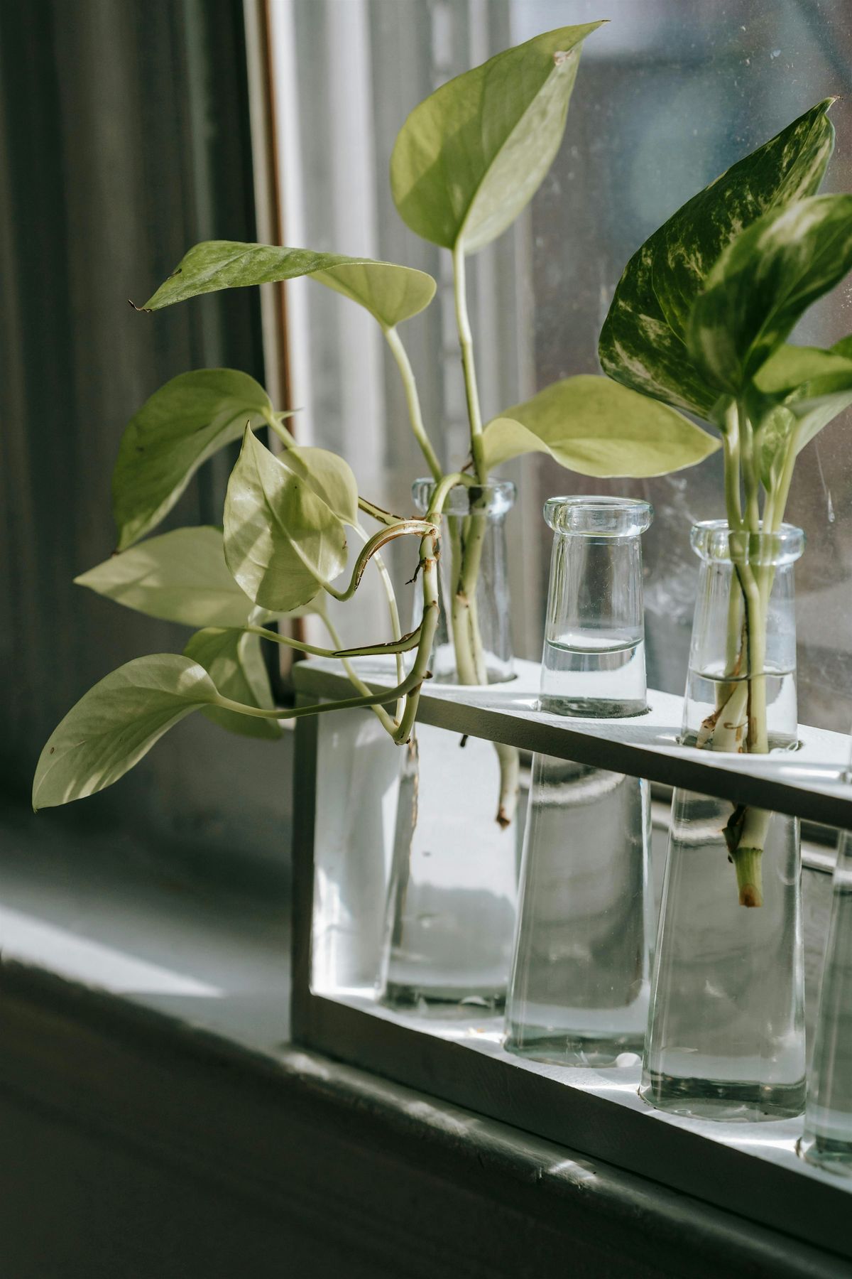 Plant Propagation Workshop, 28 June | Event in Washington | AllEvents