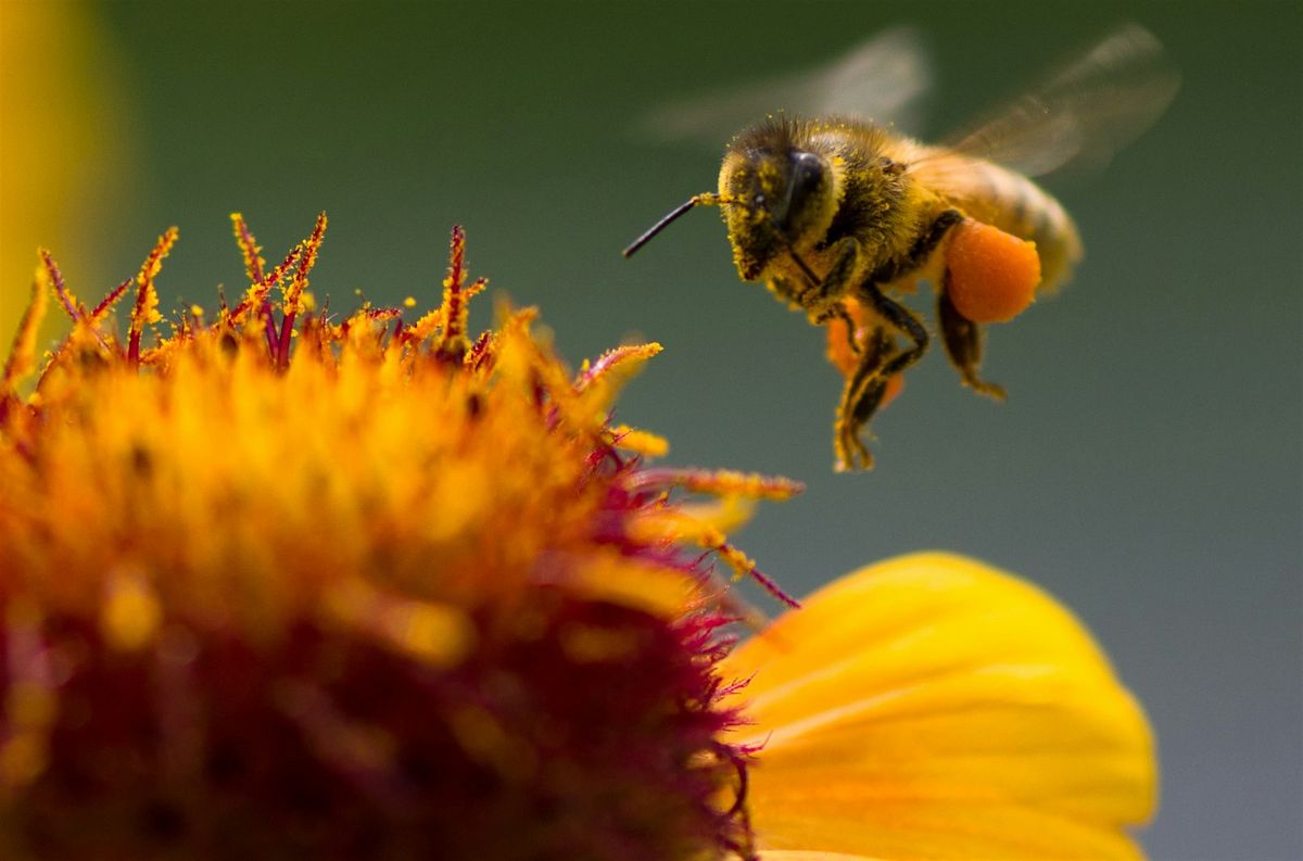 Pollinator Power, 22 June | Event in Deltona | AllEvents