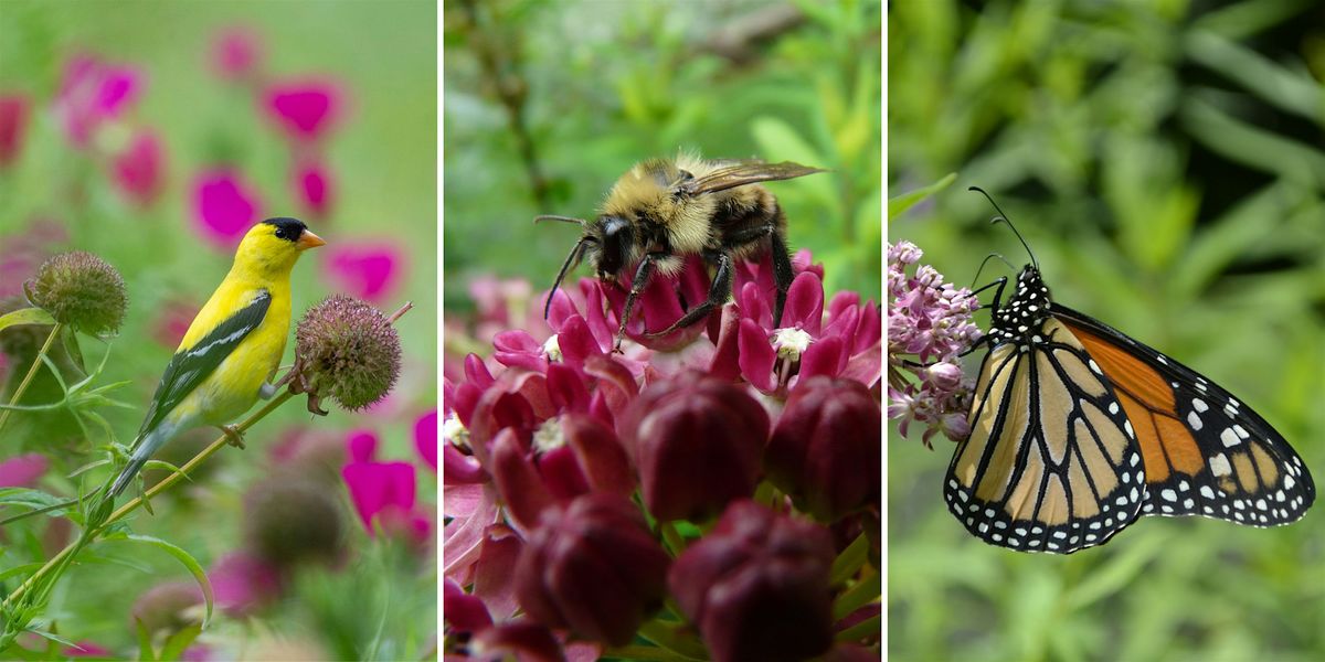 Critters in the Garden: Birds, Bees, and Butterflies (Ages 2+), 24 July | Event in Devon | AllEvents