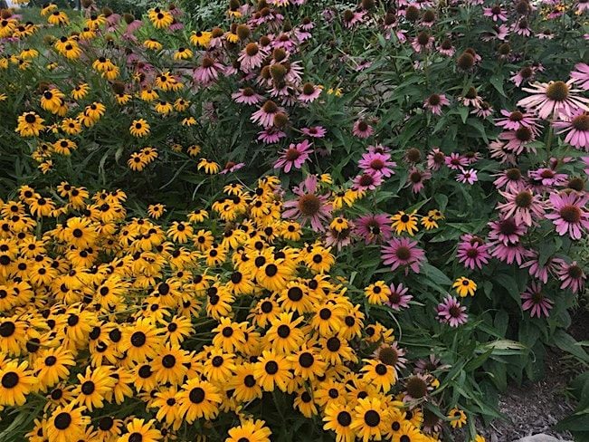 Florida Native Plant Gardening, 17 May | Event in Orlando | AllEvents