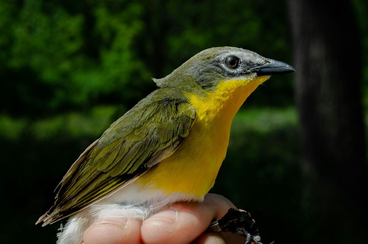Middle Creek Educational Songbird Banding Day 4, 30 July | Event in Newmanstown | AllEvents