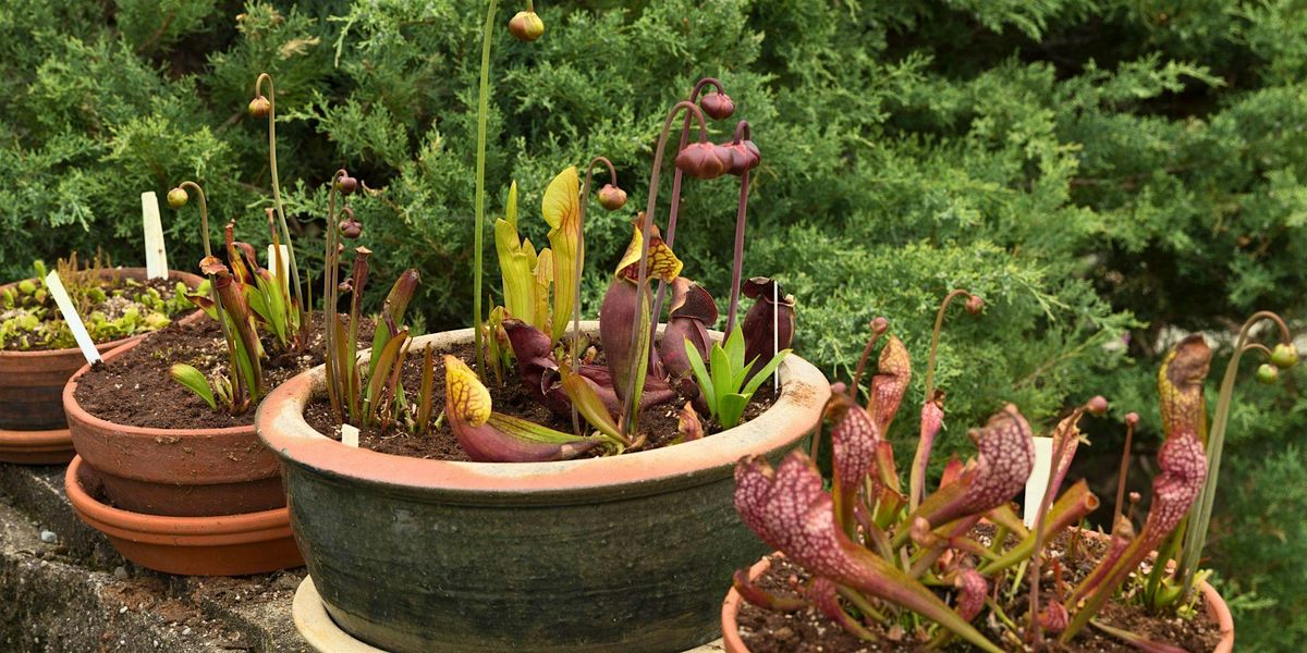 Bog Garden Workshop, 21 June | Event in Aiken | AllEvents