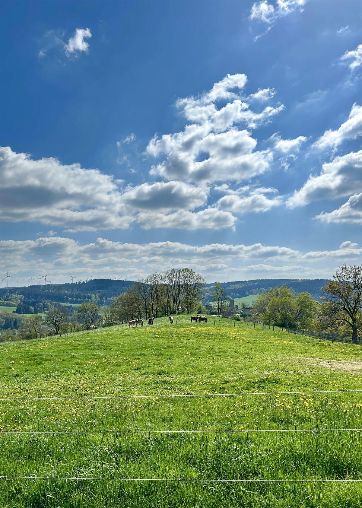 Das Leben ist (k)ein Ponyhof?!, 20 August | Event in Dahlem | AllEvents