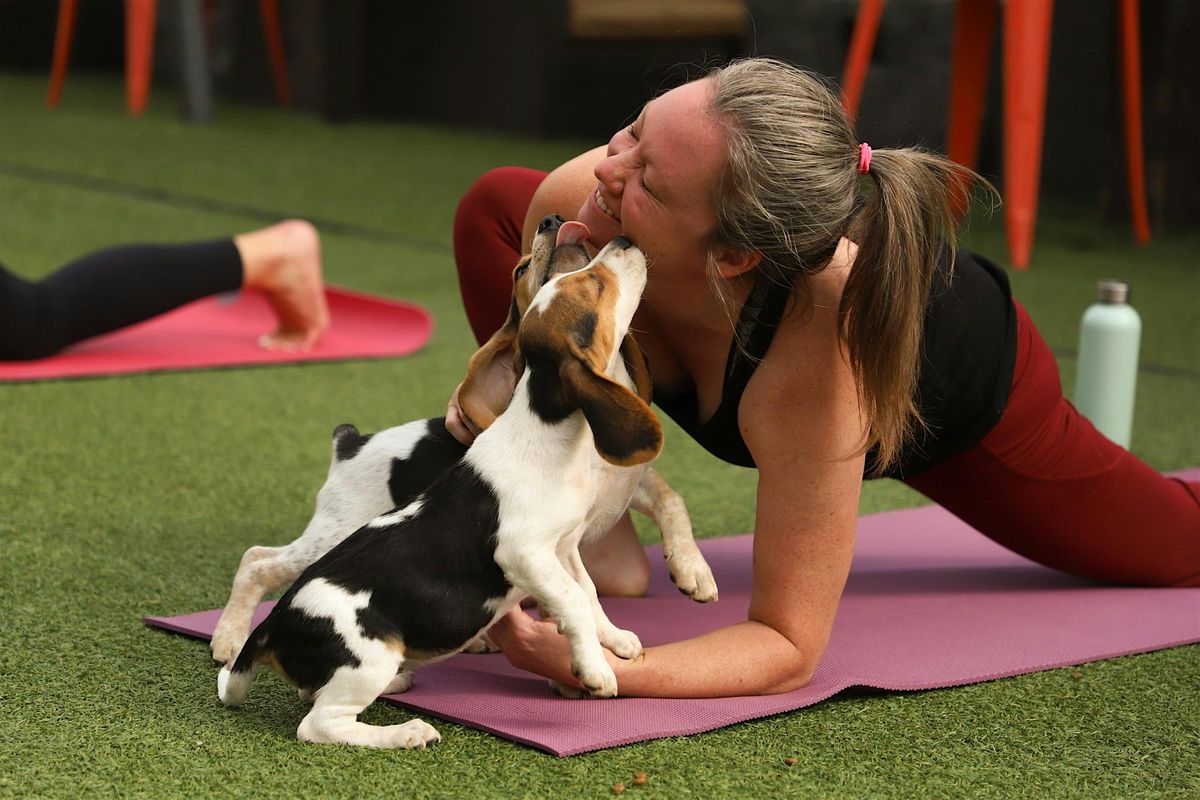 Rescue Puppy Yoga - Beds-N-Bisbuits, 16 August | Event in Wheat Ridge | AllEvents