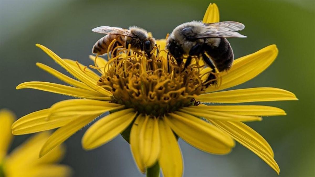 October 23:  Cognition in Captive and Wild Bumblebees, 23 October | Event in Tahoe City | AllEvents