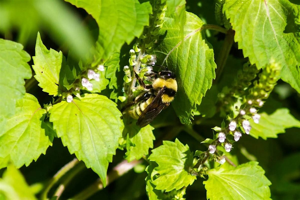 Pinellas FNPS Presents: Our Native Bees, 11 December | Event in Clearwater | AllEvents